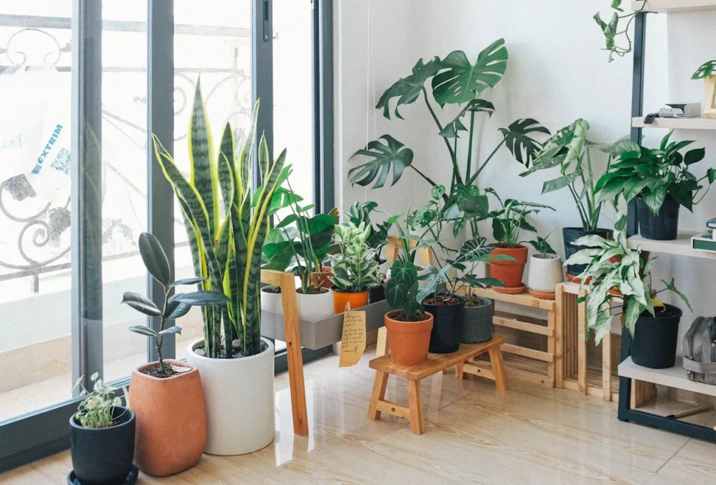 7 Essential Houseplants And Their Role In Improving Indoor Air Quality | Infinity Texas Air